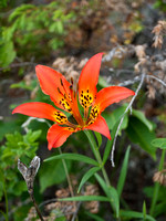 Wood Lily's are always a bright spot.