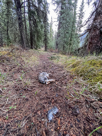 Two dead animals show up next to each other on the trail near camp overnight.