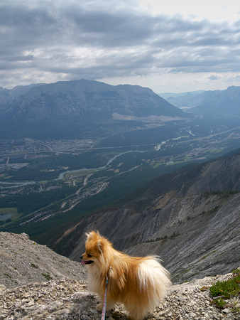Gizmo on the summit ridge.