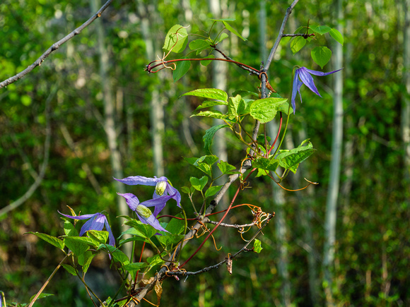 Clematis grow along the Landslide Lake Trail.