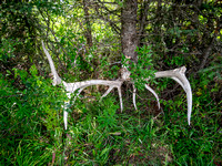 Elk skeleton along the old Cascade fire road.