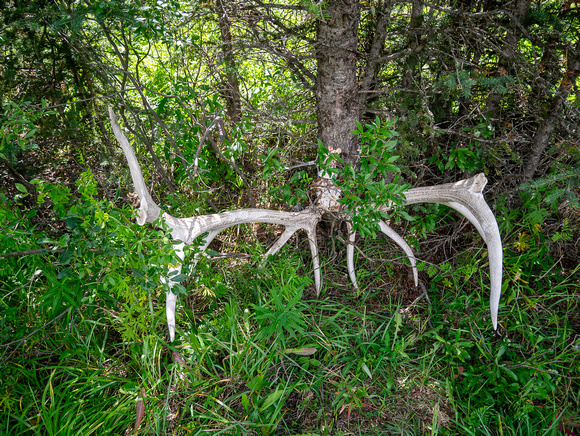 Elk skeleton along the old Cascade fire road.