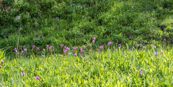 Acres of flowers along the trail in sublime alpine meadows.