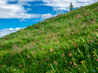 Acres of flowers along the trail in sublime alpine meadows.