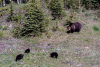 Mamma Grizzly bear and cubs.