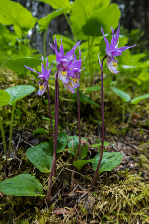 Calypso Orchids along the trail.