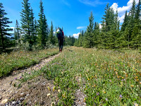 Hiking the Red Deer River / Cascade fire road Trail.