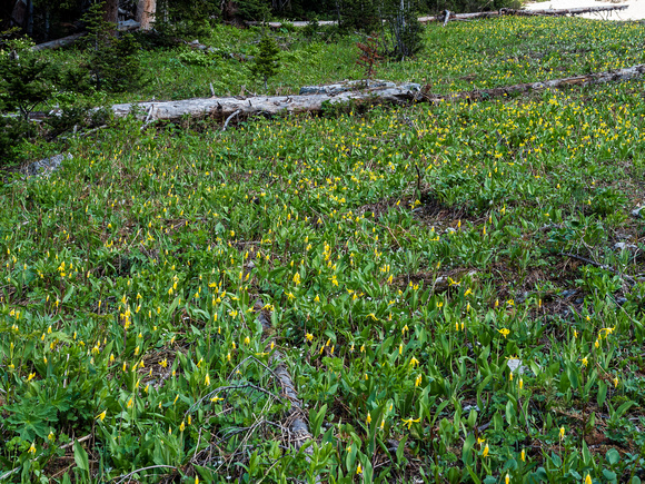 Glacier Lillies out in full.