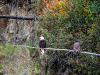 A pair of eagles along the river.