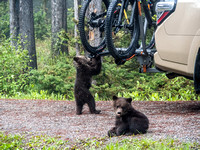 A family of Grizzlies at our camp in Kananaskis.