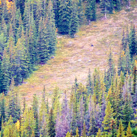 He's hard to spot - but there's a massive grizzly in this photo!