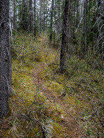 A good trail through the short forested bits.