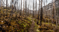 The South Buller Pass trail is lovely - especially the section through the recently burned out forest.