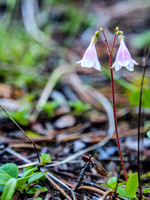 Twinflowers are one of my favorite small flora.