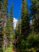 The trail gets tighter after the Little Yoho River junction.