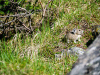 Pika's are extremely curious and very cute.
