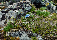 My favorite alpine flower - the forget-me-not.