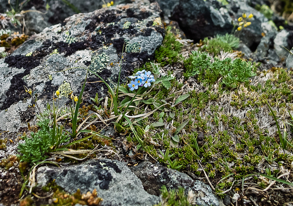 My favorite alpine flower - the forget-me-not.