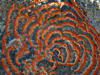 Lichen patterns.