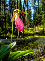 Walking along another portage finding my favorite flower - the Ladies Slipper.