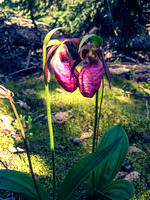 The normal, purple, Lady's Slipper but these two are in love!
