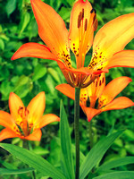 Woodland Lily