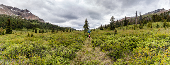 Nearing Tomahawk Pass the trail passes through willow thickets.