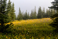 Wildflowers in the Molar Meadows.