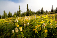 Wildflowers in the Molar Meadows.