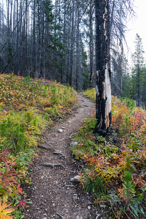 The Buller Pass trail is in good fall conditions.