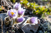 Pasqueflowers and the rising sun make for nice photos.