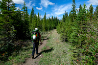 Hiking the Cascade fire road along the Red Deer River.
