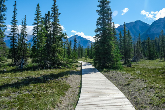 An interesting boardwalk across the Kootenay Plains prevents people walking all over the place here.
