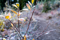 Frost on bushes along the trail.