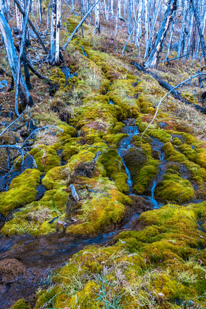 Moss on the forest floor.