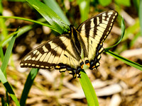 A Swallowtail butterfly.