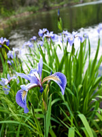 I saw more Iris' than ever before - hundreds and hundreds of these all along our route.