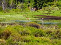 Skittish deer in the bison wallow along the Cascade Fire Road.