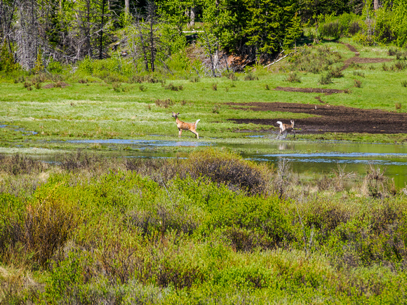 Skittish deer in the bison wallow along the Cascade Fire Road.
