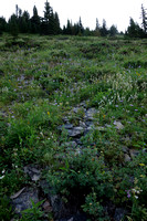 The slopes to gain the ridge of the SW outlier are a strange mix of scree, plates of rock and wild flowers. At least the mosquitos weren't out yet.