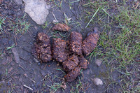 Bear poo EVERYWHERE on the trail!! And pretty fresh too. Berry season is upon us.