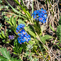 Lovely alpine flowers are out in full bloom everywhere on this approach hike.