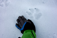 Wolf Tracks on the lake - almost the size of my hand!