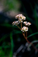 Another one of my favorites - Spotted Saxifrage.