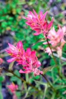 The Indian Paintbrush were all bright pink on Numa Mountain instead of the more 'normal' red color.