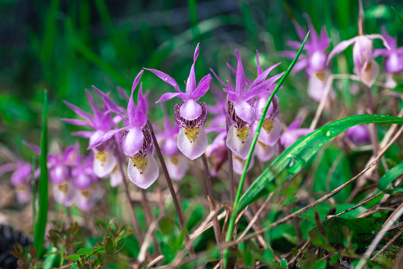 Calypso Orchids at the trailhead.