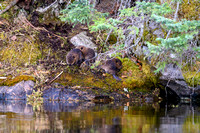 Baby beavers on Hatchet Lake.