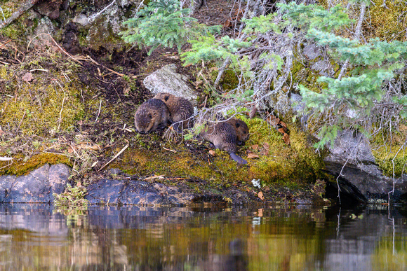 Baby beavers on Hatchet Lake.