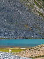 Mount Goats at Capricorn Lake.