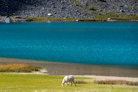 One of my favorite Rockies animals - a gorgeous mountain billy goat grazes near Capricorn Lake.